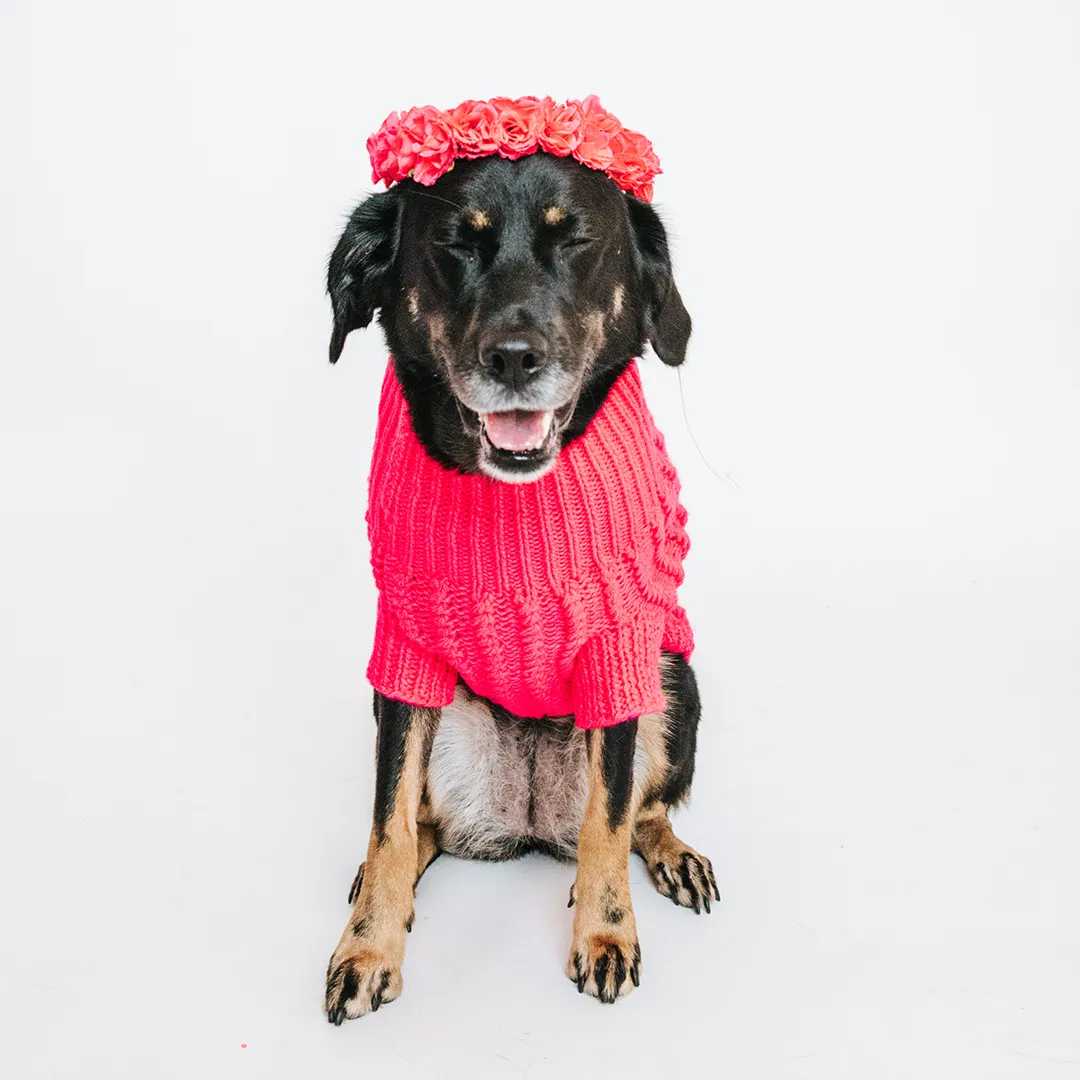 Dog Cable Knit Sweater - Hot Pink