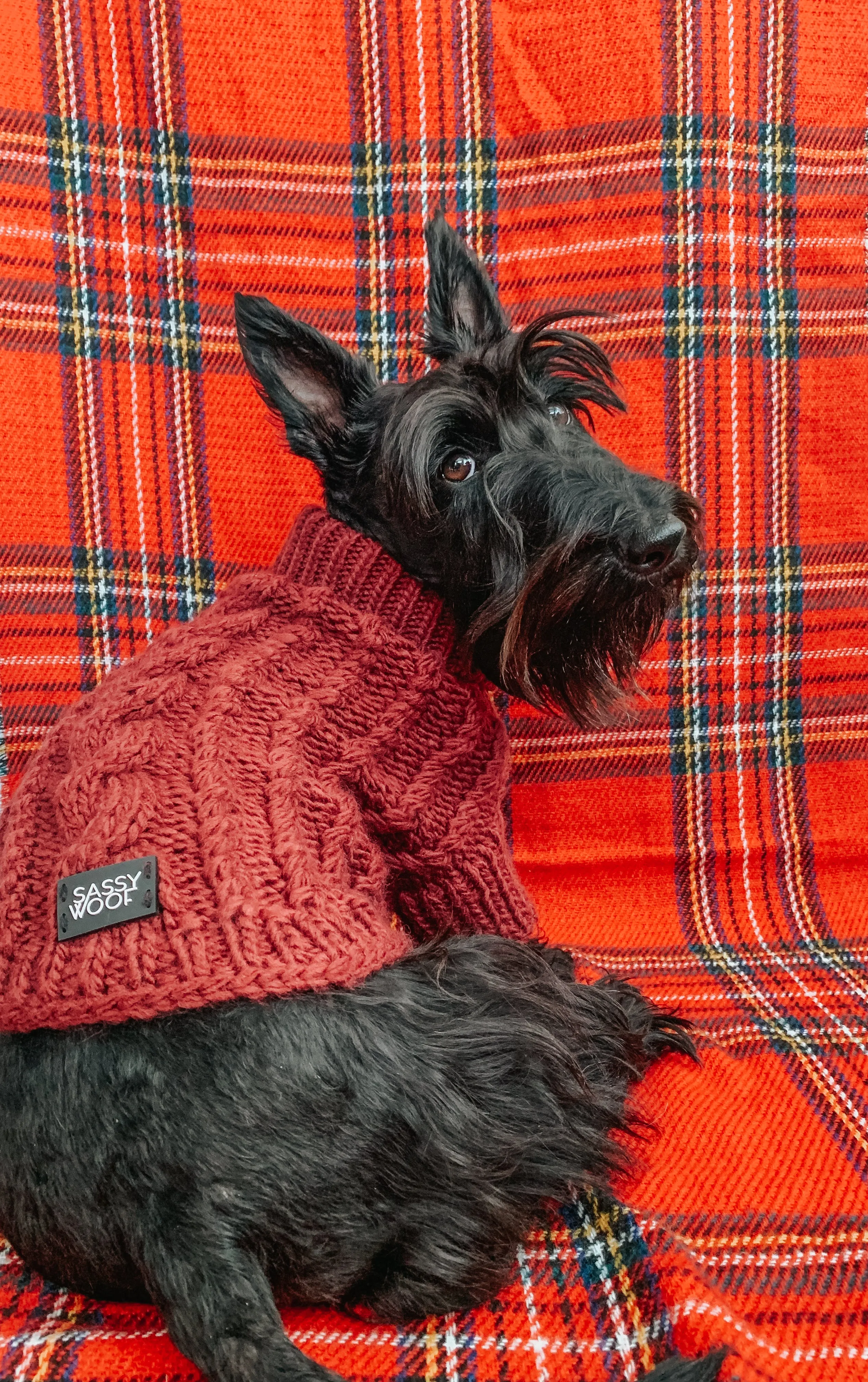 Dog Cable Knit Sweater - Red