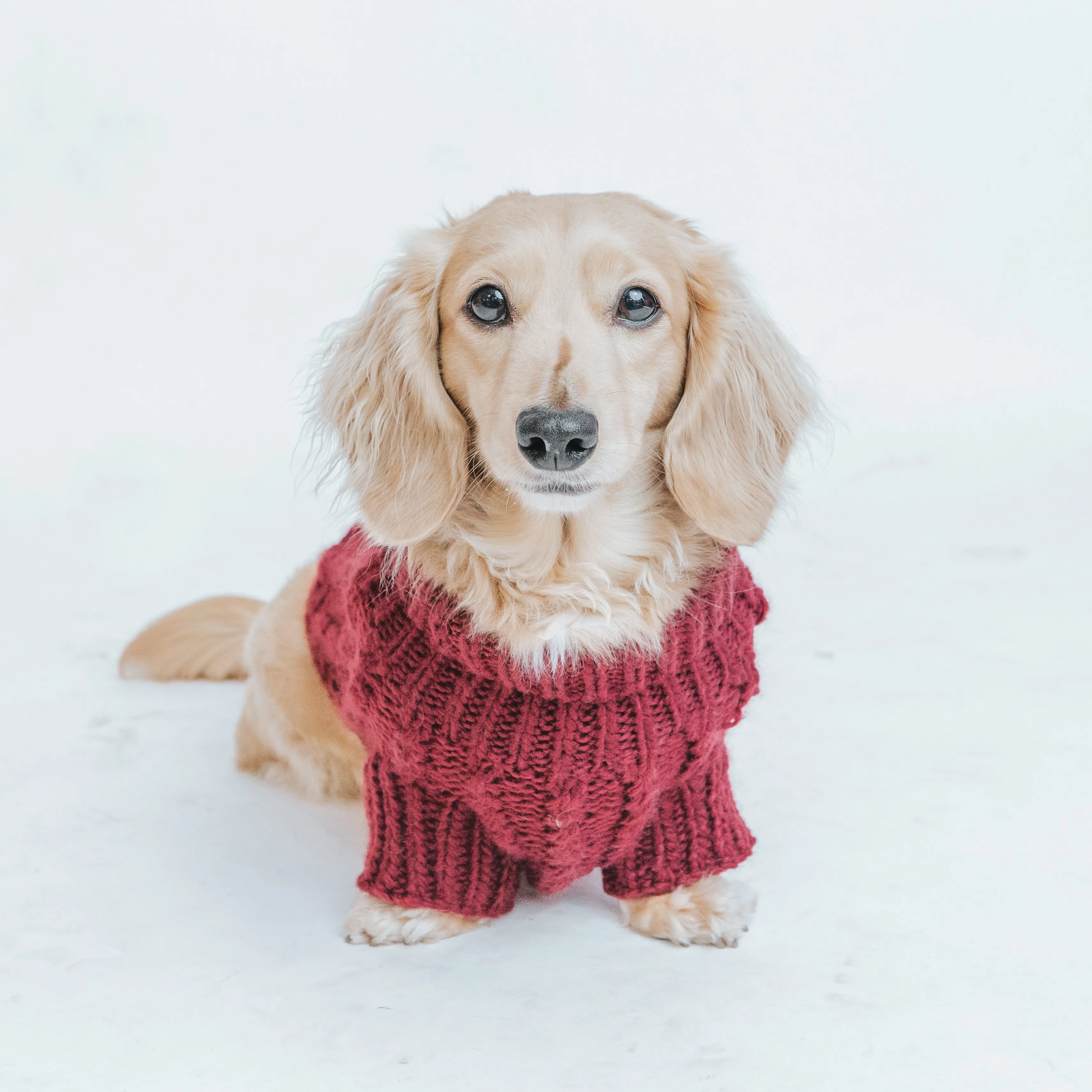 Dog Cable Knit Sweater - Red