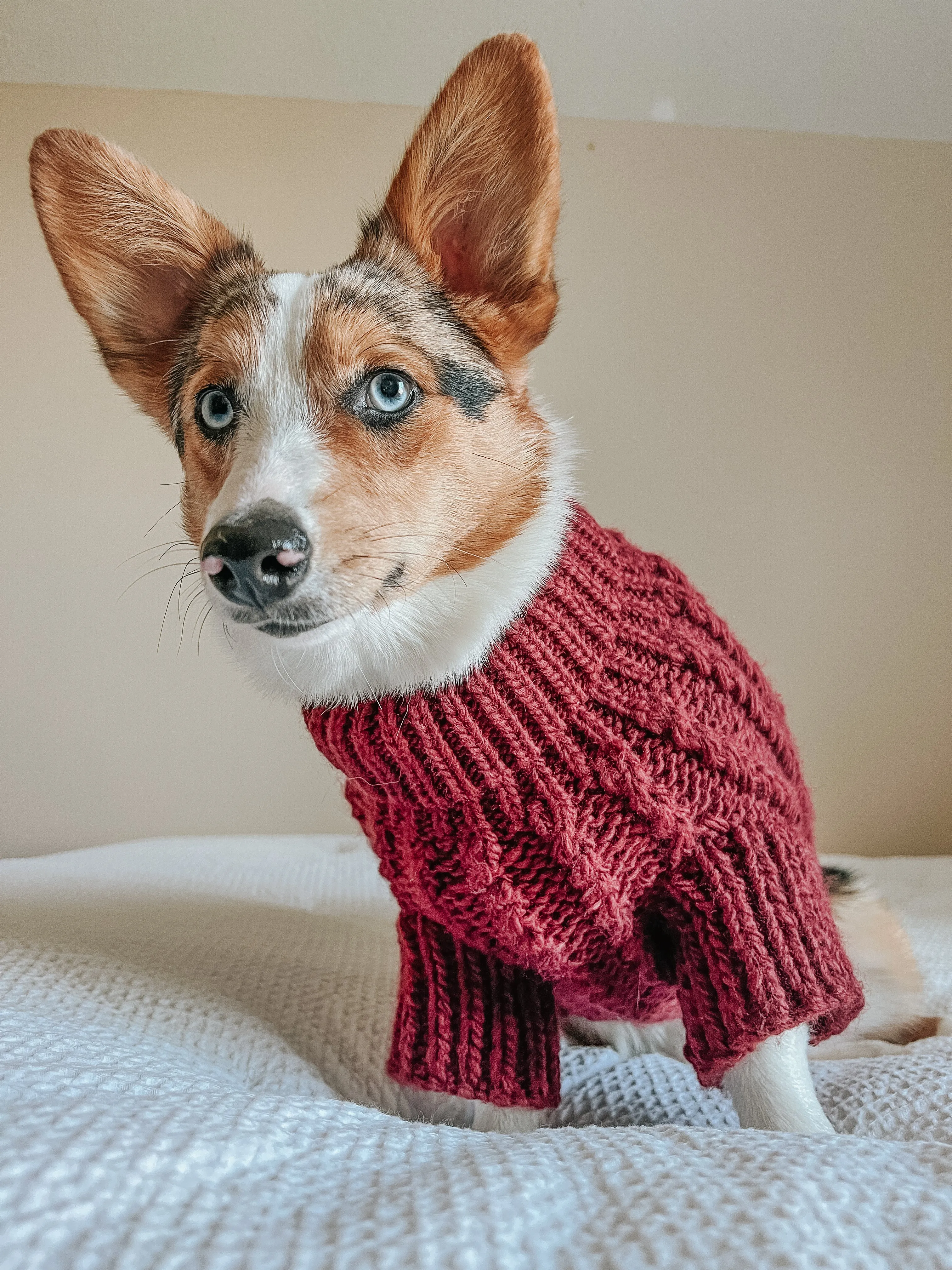 Dog Cable Knit Sweater - Red