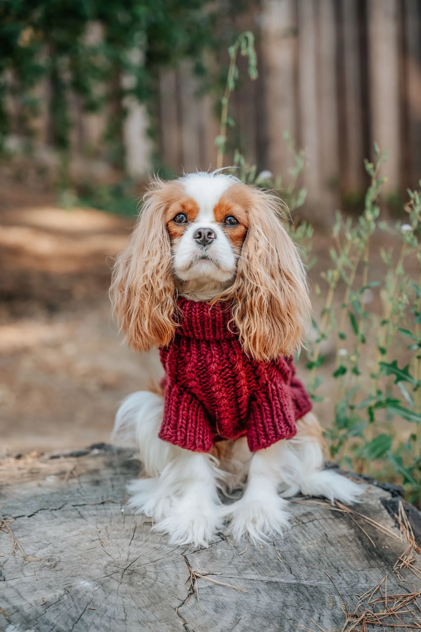 Dog Cable Knit Sweater - Red