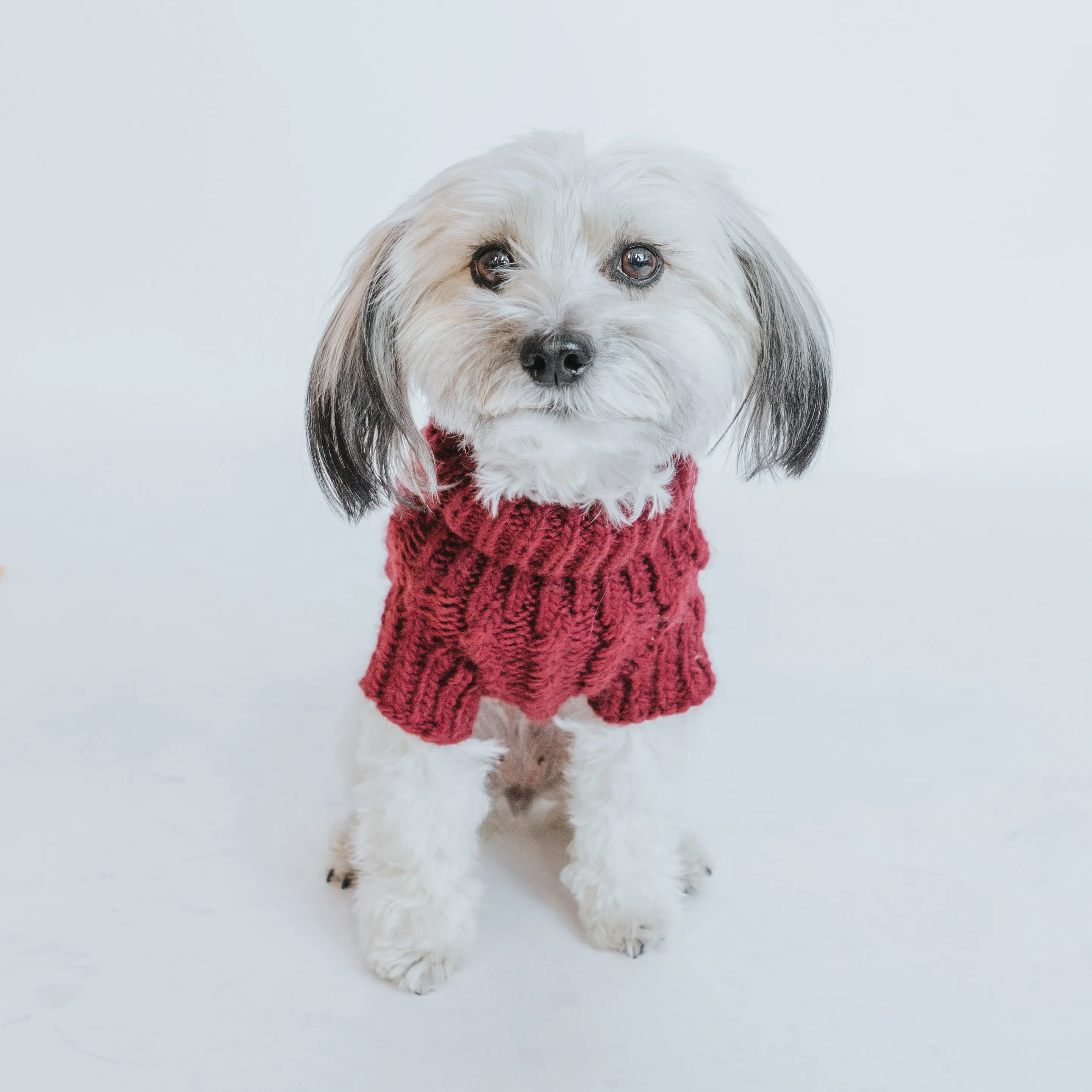 Dog Cable Knit Sweater - Red