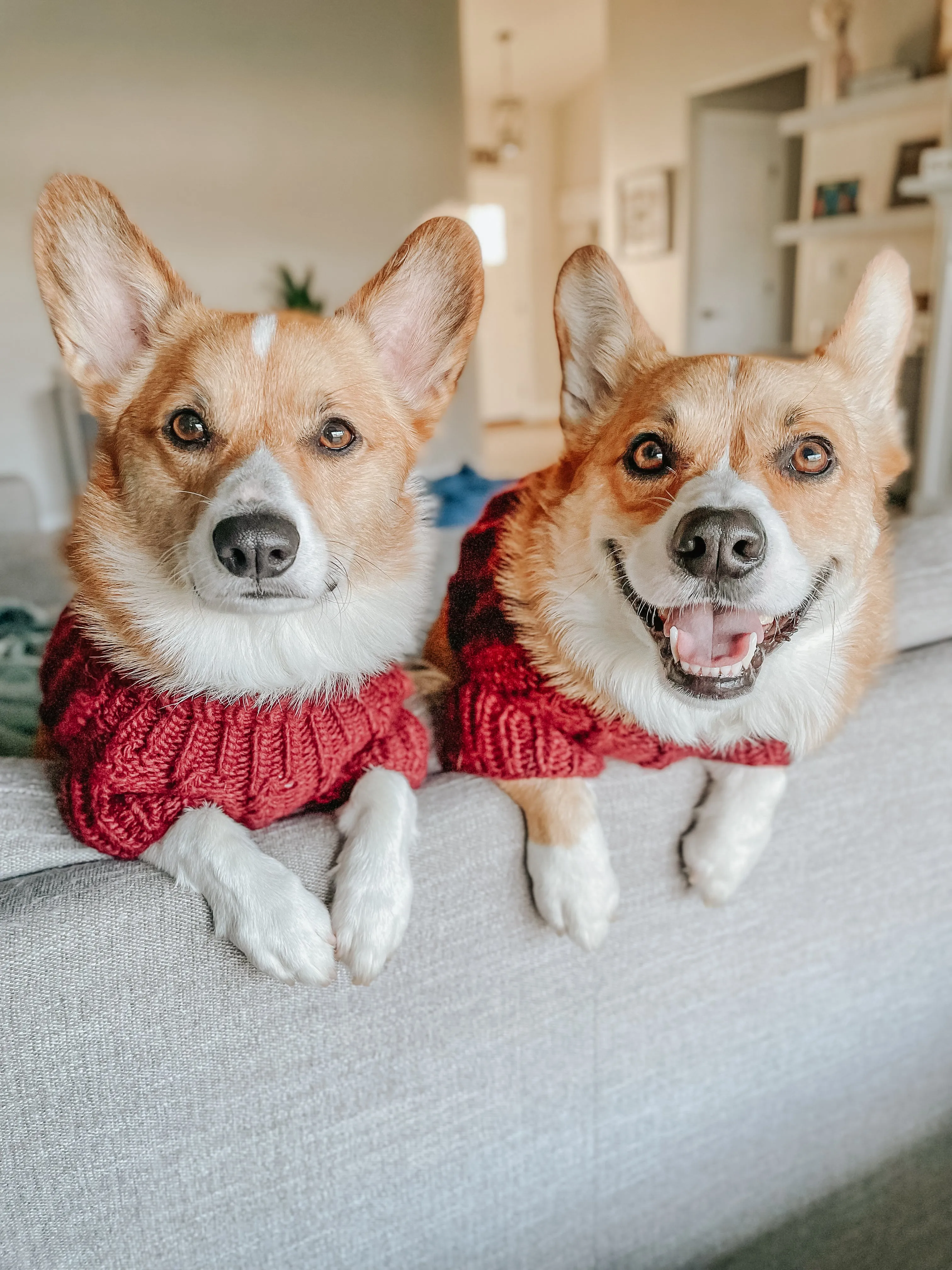 Dog Cable Knit Sweater - Red