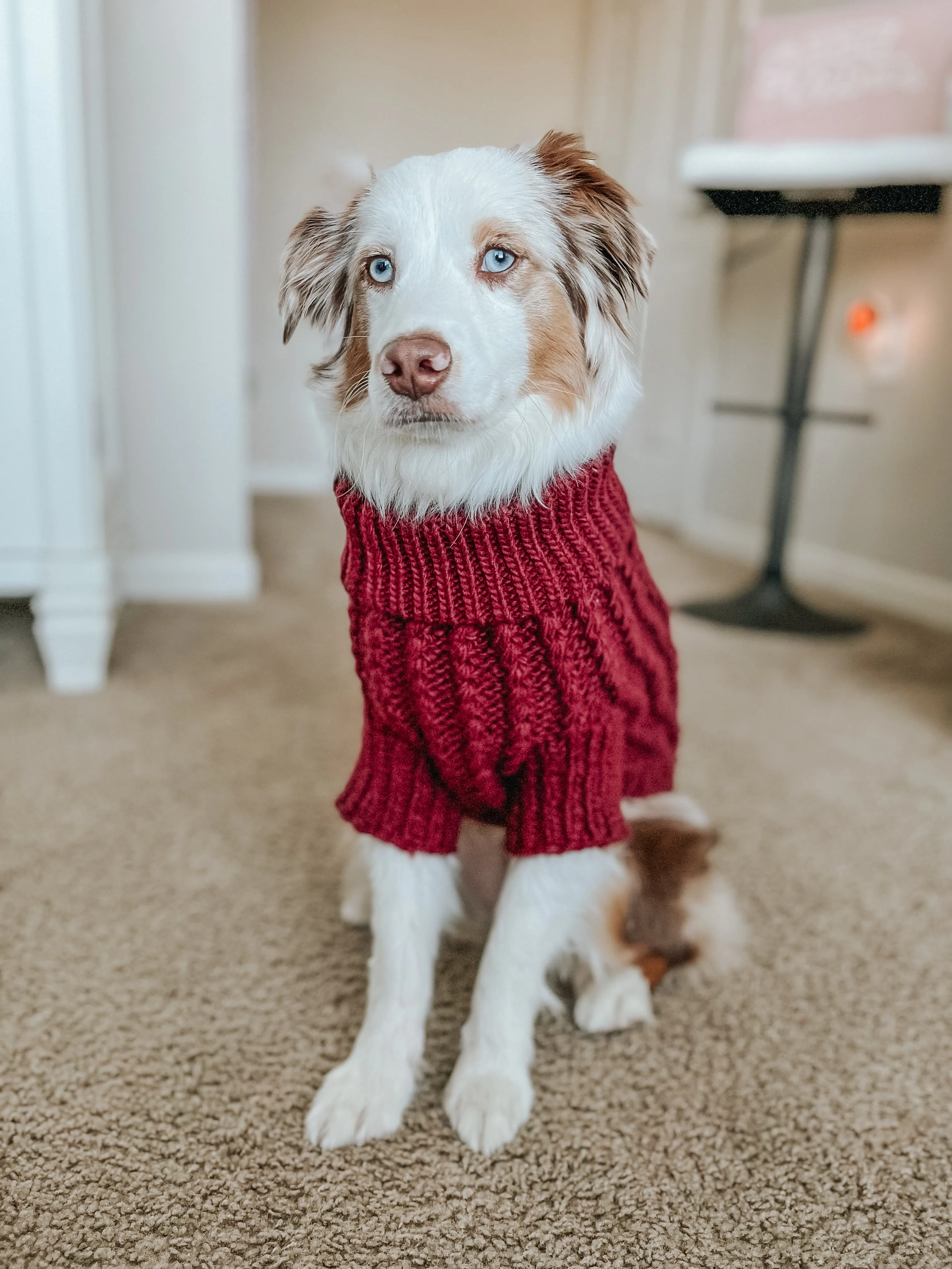 Dog Cable Knit Sweater - Red