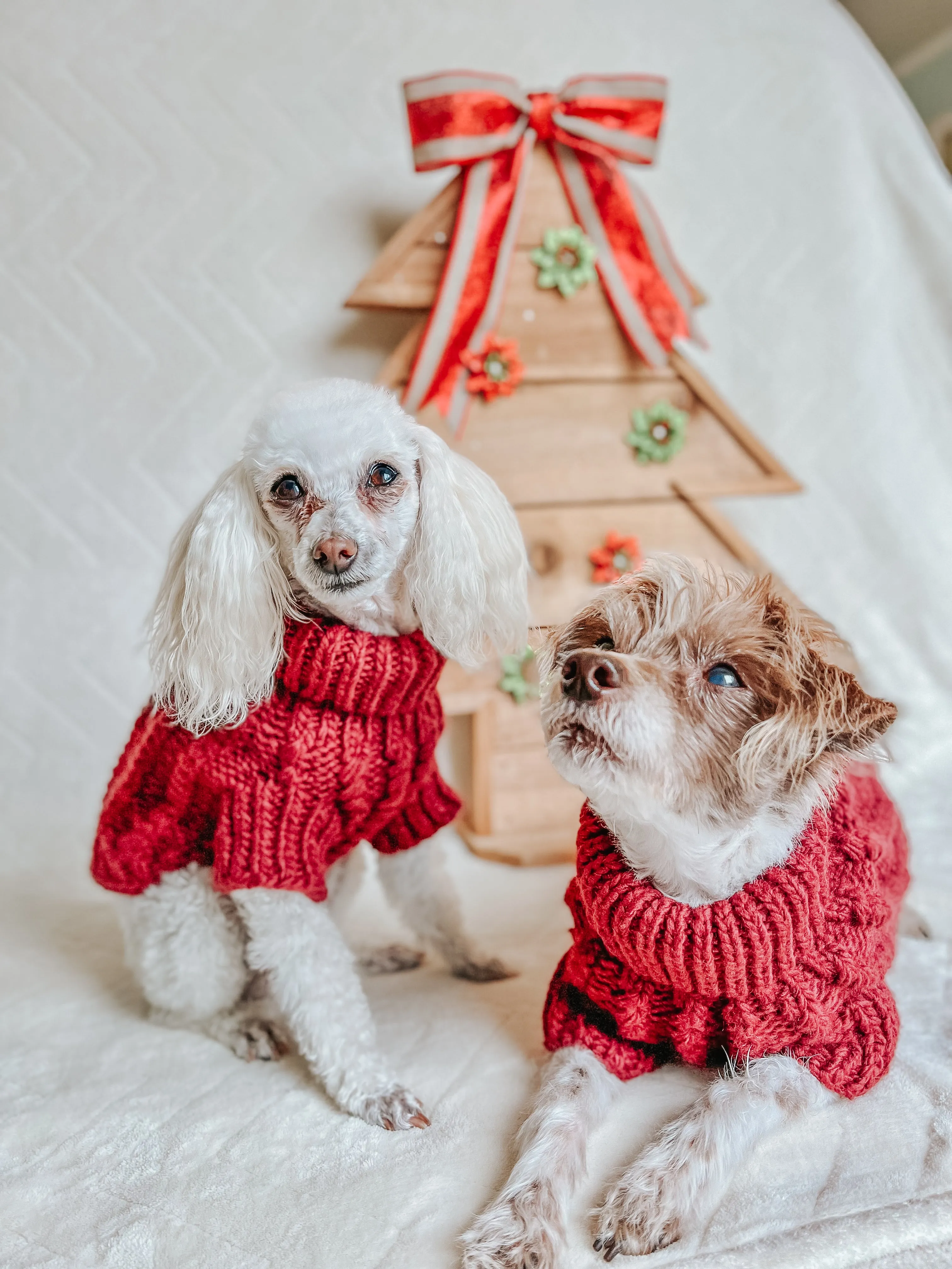 Dog Cable Knit Sweater - Red