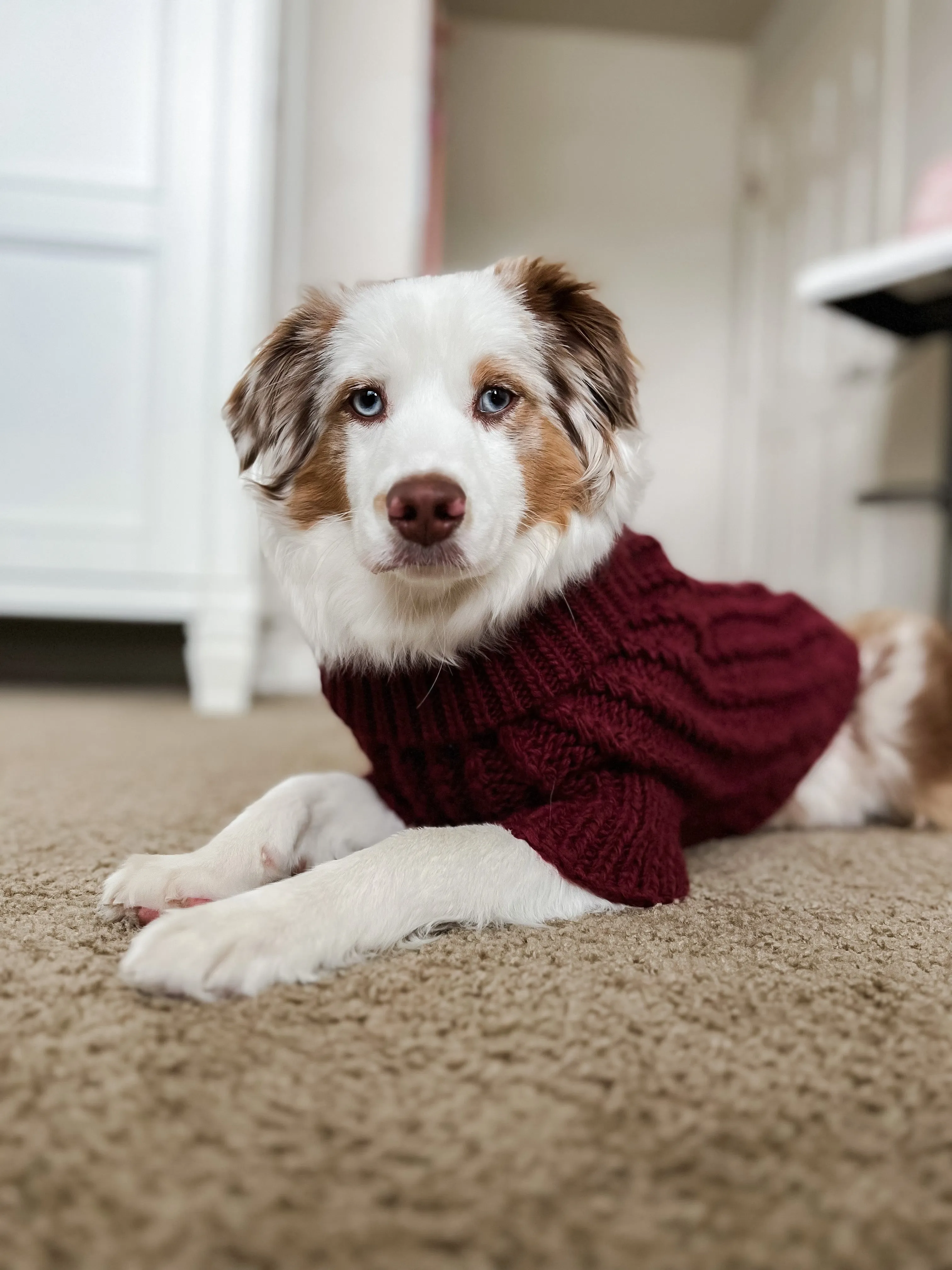 Dog Cable Knit Sweater - Red